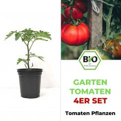 Garten Tomaten Set - BIO Tomatenpflanzen 