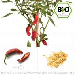 Shishito Pepper Chilli Seeds 