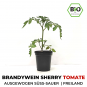 Brandywein Sherry BIO Cocktail-Tomatenpflanze
