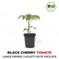 Black Cherry BIO Cocktail-Tomatenpflanze