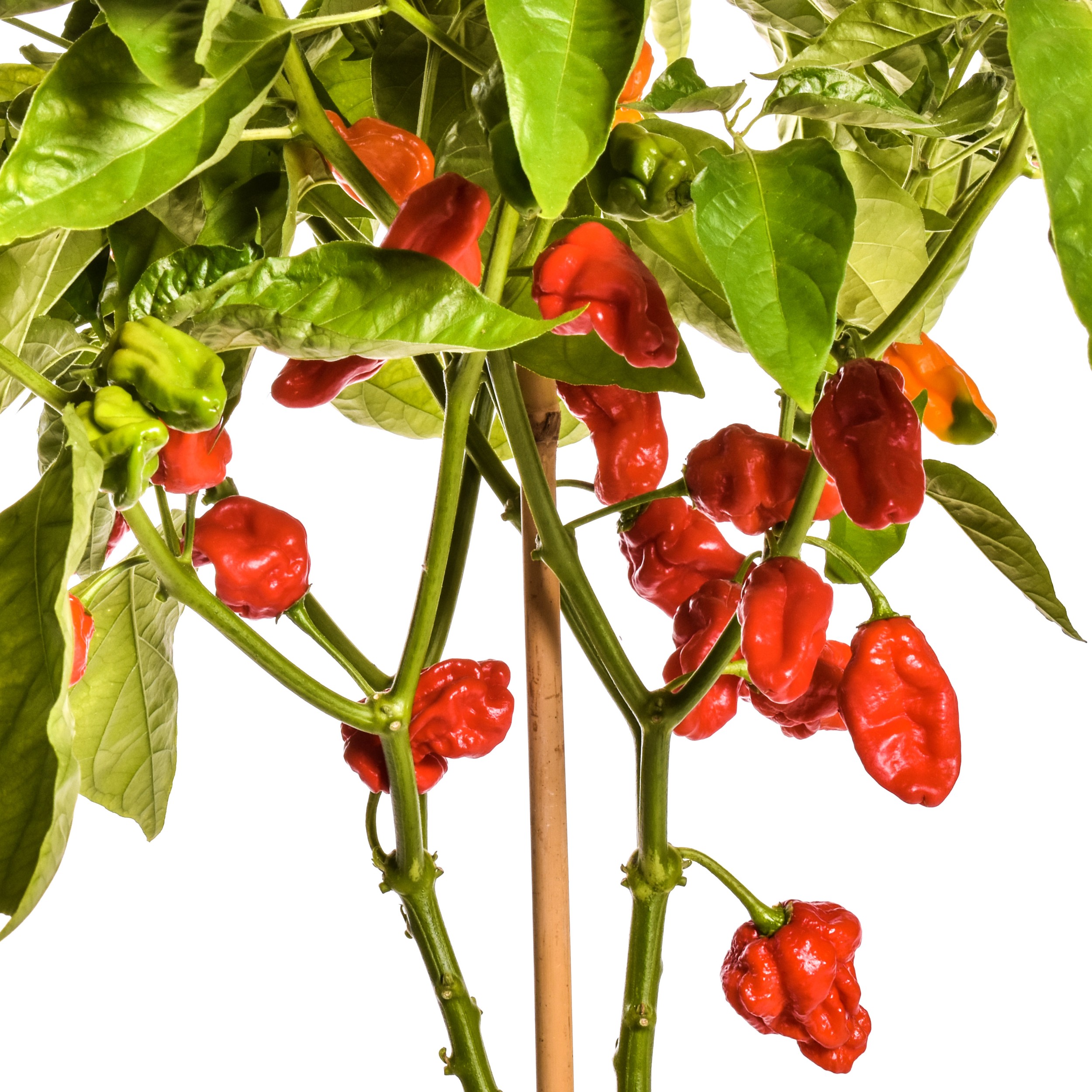 Buy your NuMex Suave Chilli Seeds online
